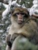 Le g�nome du macaque rh�sus enfin d�voil� !