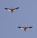 Pourquoi les oiseaux migrent-ils vers le nord ?