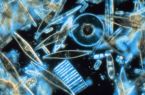 Comment l�oc�an absorbe-t-il le carbone ?